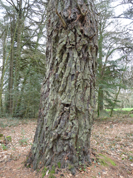 Tronc à l'écorce souvent couverte d'un lichen orangé. Agrandir dans une nouvelle fenêtre (ou onglet)